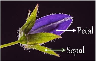 sepels|Sepals .